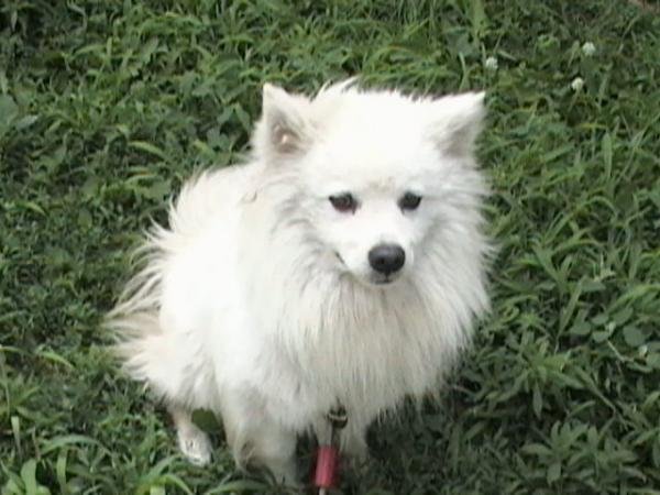 Orion, he's an American Eskimo