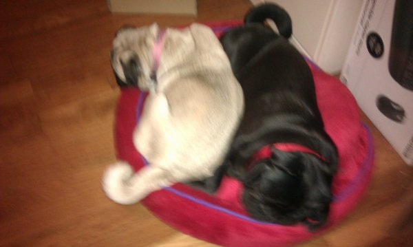 My Pugs