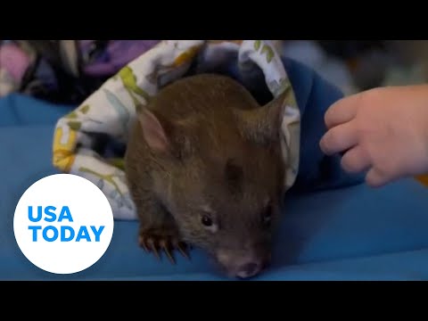 More information about "Wombat being taken from mom by Sam Jones gets reaction in Australia | USA TODAY"