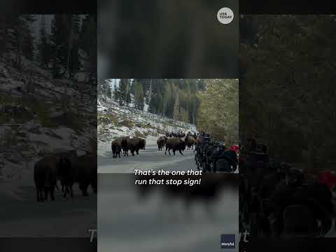 More information about "Stuck in Yellowstone with a view: Tourists let bison herd pass #Shorts"